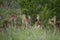 Herd of Impala milling about