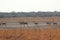 Herd of impala and rhinos in khama rhino sanctuary on waterhole in Botswana on holiday.