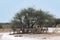 Herd of impala in the shade of a tree in Nxai Pan National Park