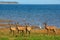 Herd of Impala standing on the shoreline of Lake Kariba