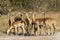 Herd of impala standing together alert in Khwai Okavango Delta in Botswana