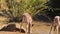 Herd of impala by a watering hole