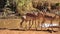 Herd of impala by a watering hole