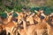 Herd of impalas