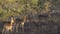 Herd of Impalas in the bush