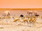 Herd of impalas and elephants at waterhole, Etosha National Park, Namibia, Africa