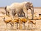 Herd of impalas and elephants at waterhole, Etosha National Park, Namibia, Africa