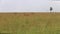 Herd of Impalas in a Grass Plain