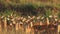 Herd of impalas in Kenya