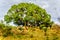 Herd of Impalas seeking shade under a large tree in the savanna region of central Kruger National Park