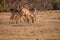 Herd of Impalas standing in the grass