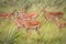 A herd of Impalas walking in the grass.