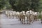 Herd of indian cows