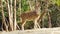 Herd of Indian deers or chital deers moving in the forest during morning time.