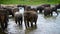 Herd of Indian elephants in the watering hole in daytime, cooling their bodies and drinking water