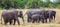 Herd of Indian elephants with young