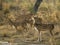 Herd of Indian Spotted Deer