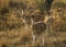 Herd of Indian Spotted Deer