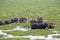 Herd of Indian Water Buffaloes