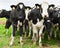 Herd of of inquisitive Holstein cows