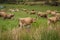 Herd of Jersey cows grazing on paddock farmland