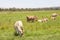 Herd of Jersey dairy cows grazing in a lush green pasture