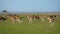 Herd of juvenile impala Grazing and walking