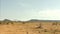 Herd of juvenile impala Grazing and walking