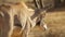 Herd of juvenile impala Grazing and walking