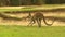 Herd of kangaroos hopping on golf course