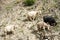 Herd of kashmir goats from Indian highland farm