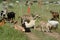 Herd of kiko goats