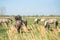 Herd of Konic Ponies seen in a large meadow.