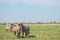 Herd of Konic Ponies seen in a large meadow.