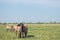 Herd of Konic Ponies seen in a large meadow.