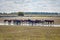 A herd of konik horses in the Lauwersmeer National Park