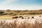 Herd of Konik horses resting in the dunes