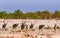 A Herd of Kudu on the plains in Etosha