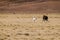 Herd of lamas alpacas in Aguanapampa area at bolivian Altipla