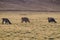 Herd of lamas alpacas in Aguanapampa area at bolivian Altipla