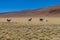 Herd of lamas alpacas in Aguanapampa area at bolivian Altipla