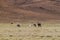 Herd of lamas alpacas in Aguanapampa area at bolivian Altipla