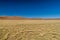 Herd of lamas alpacas in Aguanapampa area at bolivian Altipla