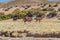 Herd of lamas alpacas in Aguanapampa area at bolivian Altipla