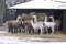 A herd of lamas eat hay in winter