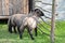 Herd of lambs stand in wooden corral