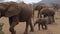 A Herd Of Large African Elephants With Baby Walking On Dry Park, Samburu Reserve