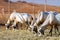 Herd of large antelopes with spectacular horns, Gemsbok, Oryx gazella, feeding