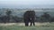 Herd Of Large Elephant Walking Around And Looking For Fresh Grass To Eat In Kenya Wildlife - Wide S