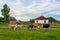 A herd of large and small cows with a man behind the fence at the village house.